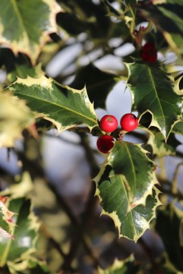 Ilex aquifolium 'Variegatum' - cesmína ostrolistá - plod